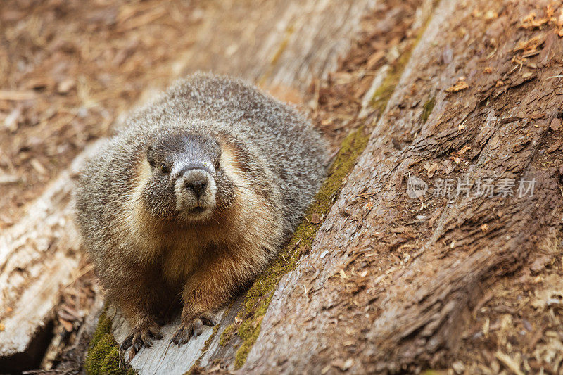 红杉国家公园的黄腹土拨鼠(Marmota flaviventris)